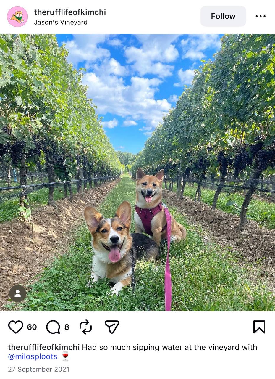 Kimchi and Milo